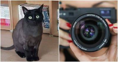 “Уйди, противный!”: кошка, которой никто не помешает удачно получиться на фото - mur.tv
