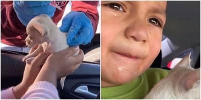 Маленький хозяин расстроился из-за прививки, которую сделали щенку - mur.tv - Сша - штат Техас