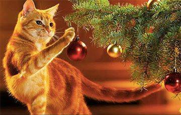 Ученые выяснили, как уберечь новогоднюю елку от кошки - mur.tv - Сша