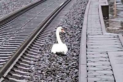 В Германии лебедь парализовал движение поездов - mur.tv - Германия