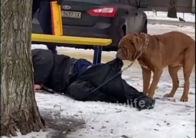 В Харькове собака не дала замерзнуть своему пьяному хозяину (ВИДЕО) - mur.tv - Харьков