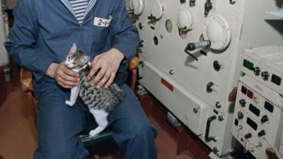 Настоящий морской волк: кошка по кличке Собака 10 лет живет на военном корабле - mur.tv