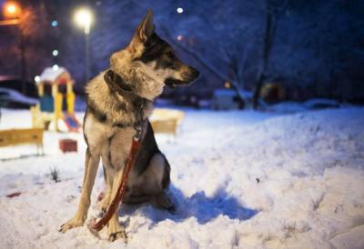 Владимир Голубев - Кинолог рассказал, чем опасны прогулки с собаками в новогоднюю ночь - mur.tv - Россия