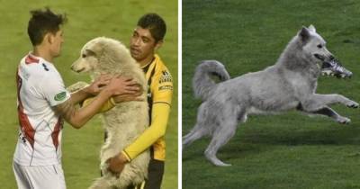 В Боливии бездомный пёс выбежал на поле во время матча и украл бутсу футболиста. И это помогло ему найти дом! - mur.tv - Боливия