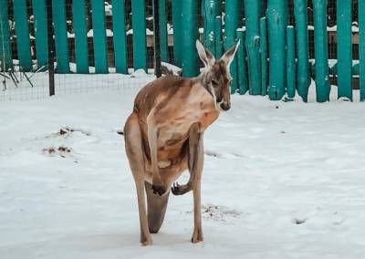“Рыжик удивлен”: В Бердянском зоопарке показали реакцию кенгуру на снег - mur.tv - Бердянск