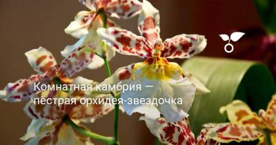 Комнатная камбрия — пёстрая орхидея-звездочка - sadogorod.club