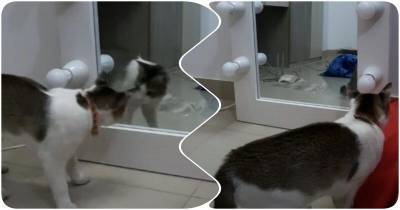 Кот взволнован, впервые увидев себя в зеркале - mur.tv