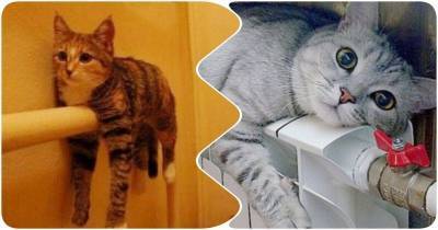 16 теплолюбивых котиков, оккупировавших батареи - mur.tv