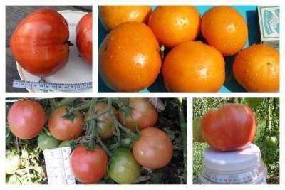 Сорта томатов: выбираем нужный размер - sadogorod.club