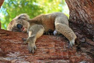 Есть и спать — какие представители животного мира самые ленивые (4 фото) - chert-poberi.ru