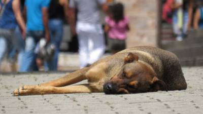 Жители Геленджика заявили о массовом убийстве уличных собак отравой - mur.tv - Геленджик