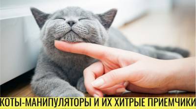 Шерстяные манипуляторы: как коты управляют своими хозяевами - e-w-e.ru