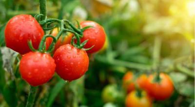 Сладкие помидорки в теплице при любой погоде - 5 секретов урожая - sadogorod.club