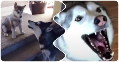 “Очень громко!”: владелица собак показала, как выглядит жизнь с хаски - mur.tv - Канада - Колумбия