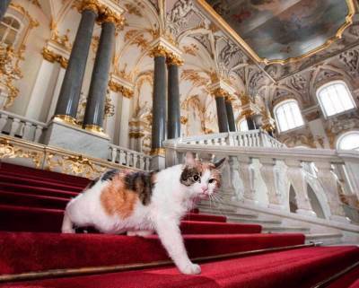 Екатерина II (Ii) - Михаил Пиотровский - Француз завещал часть наследства котам из Эрмитажа - mur.tv - Франция - Санкт-Петербург