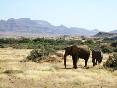 Намибия выставила на продажу 200 диких слонов из-за растущей популяции и засухи - mur.tv - Намибия