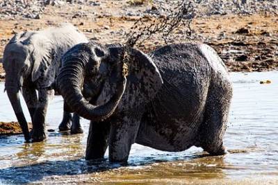 Африканская страна решила устроить распродажу слонов - mur.tv - Намибия