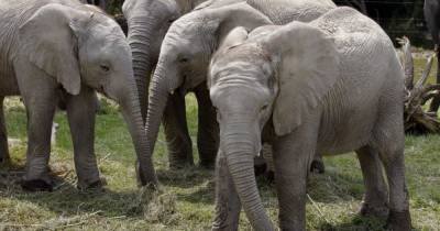 Из-за засухи Намибия выставит на аукцион почти две сотни слонов - mur.tv - Намибия