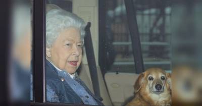 королева Елизавета II (Ii) - принц Филипп - Умерла любимая собака королевы Елизаветы от ее стаи у нее остался только один пес - mur.tv - Англия