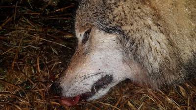 В Башкирии волк, который напал на людей, болел бешенством - mur.tv - республика Башкирия - район Белорецкий