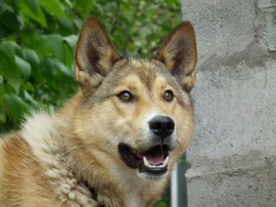 В Онежском районе собака растерзала тело погибшей от алкоголя хозяйки - mur.tv
