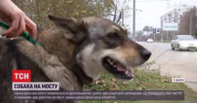 Собака, который грезит мостом: в Днепре четвероногий устраивает выступление для водителей - mur.tv