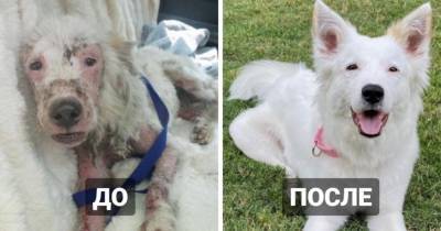 15 собак, на которых сложно было взглянуть без слёз, но людская забота превратила их в красавчиков - mur.tv