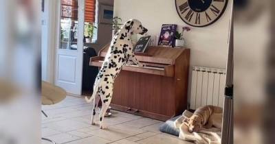 Собака пела и аккомпанировала себе на фортепиано хозяйка случайно застала пса за музицированием - mur.tv - Джерси