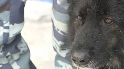 Собака помогла по горячим следам раскрыть ограбление в Новосибирской области - mur.tv - Россия - Новосибирск - Новосибирская обл.
