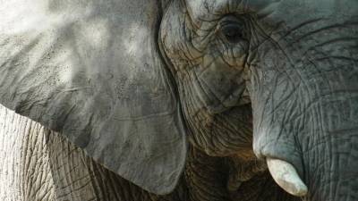 Слон, жираф и носорог: казанский зоопарк поделился планами на весну-2021 - mur.tv - Россия - республика Татарстан