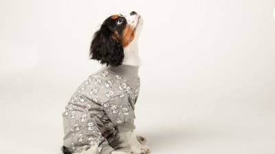 Встречаем Новый год: идеи прикольного праздничного костюмчика для вашей собаки - mur.tv