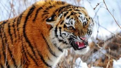 В приморском селе домашняя собака стала третьей жертвой тигра - mur.tv - Россия - Приморье край