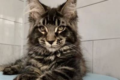 Петербургские ветеринары показали, что внутри кота породы Мейн-кун - mur.tv