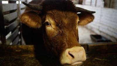 На ферме под Вологдой погибли от голода почти 200 коров - mur.tv - Вологодская обл. - Вологда
