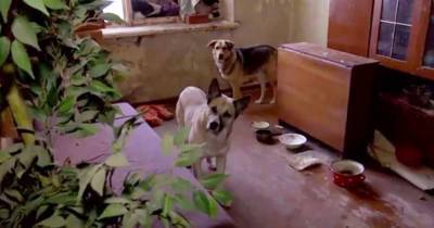 Одни дома: хозяева бросили собак в пустой квартире - mur.tv - Екатеринбург