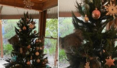 Живая коала украсила новогоднюю ель австралийцев - mur.tv