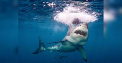 В Египте акула атаковала туристку из Германии: нападение сняли на видео - mur.tv - Германия - Египет - Марс-Эль-Алам