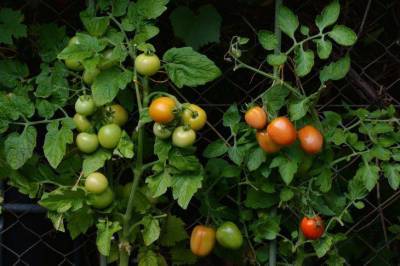 Как вырастить помидоры в огороде: советы для новичков - sadogorod.club