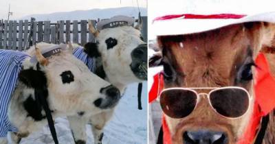 Модные чики: в Якутии прошел конкурс красоты для коров - mur.tv - республика Саха