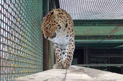 Конфискованных животных предлагают бесплатно передавать в зоопарки - mur.tv