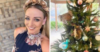 В дом австралийки пробралась коала и залезла на новогоднюю ёлку. И снять её оттуда оказалось не так просто! - mur.tv - Австралия