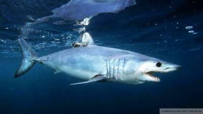 Немецкую туристку укусила акула на дайвинге в Египте - mur.tv - Германия - Египет