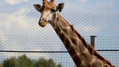 Зоозащитники спасли Нубийского жирафа Асаву с затопленного острова в Кении - mur.tv - Кения