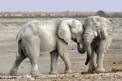 В Намибии выставили на аукцион диких слонов, потому что их слишком много, но им грозит вымирание - mur.tv - Намибия