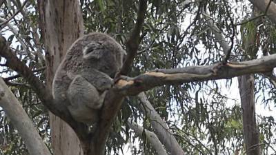 В Австралии коала забралась в дом и украсила рождественскую ель - mur.tv - Австралия - Аделаида