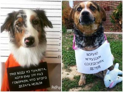 20 провинившихся собак, которые ни капли не жалеют о своих пакостях - mur.tv