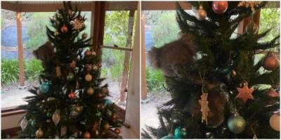 Австралийцы обнаружили на ёлке коалу - mur.tv - Австралия