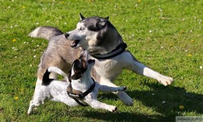 Собаки случайно задушили хозяйку на севере Уэльса - mur.tv