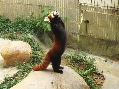 Зоопарк в Чили похвастался красными пандами – Cursorinfo: главные новости Израиля - mur.tv - Россия - Израиль - Чили - Япония