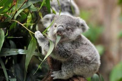 В Австралии коала забралась в дом и залезла на новогоднюю елку - mur.tv - Австралия - штат Южная